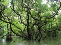 Swamp Forest, Ratargul