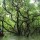 Swamp Forest, Ratargul