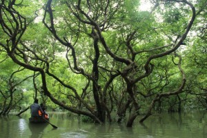 swamp-forest-ratargul