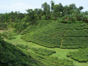 jaflong